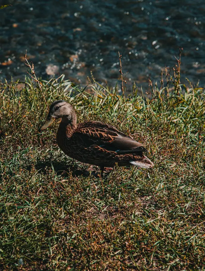 A female mallard duck standing on a sunlit grassy bank beside a sparkling river, an example of common wildlife photography.